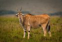 104 Masai Mara, elandantilope